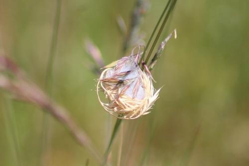 Cheiracanthium sp.